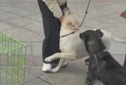 狗视频,视频里的萌宠瞬间